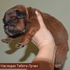 Щенки от пары Брайн х Ютера